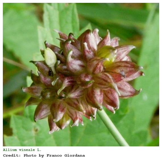 Allium vineale L.